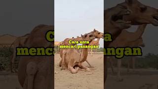 Cara unta mencari pasangan🐫 #unta