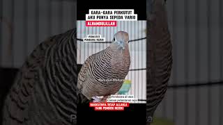 Perkutut pembawa rezeki amin