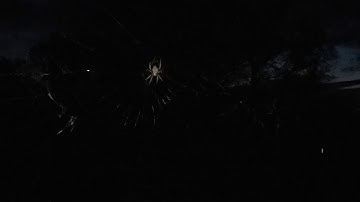 Spiderweb with Strobe effect from the wind