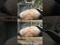 Collection Of Pandas' Sleeping Poses | iPanda #shorts