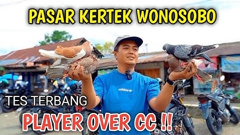 PERBURUAN MERPATI LANJUT KE PASAR KERTEK WONOSOBO TES TERBANG PLAYER OVER CC SERU 