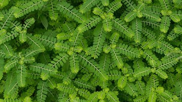 One herb for several diseases #reduceacidity #heartburn #jaundice #kidneystone #homeremedies #health