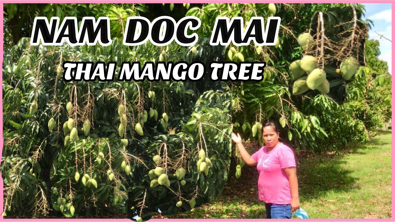 NAM DOC MAI THAILAND MANGO TREE - YouTube