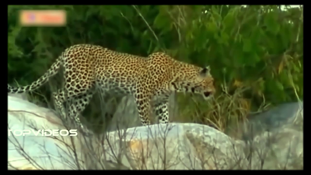 Leopard Vs Giant Python Fight - Amazing Moment Caugh On Camera - YouTube