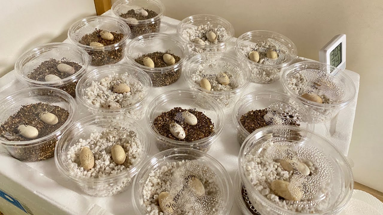 妻が繁殖している爬虫類の卵がいっぱいになってきました