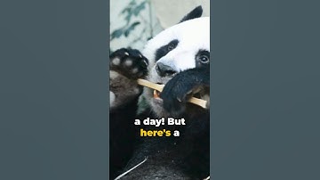 Panda-monium: Unveiling Panda Secrets #comment #subscribe #nature