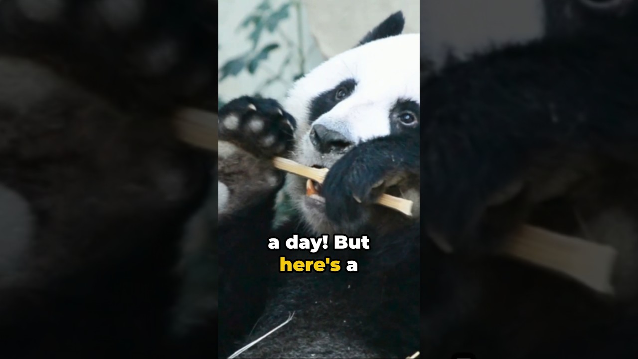 Panda-monium: Unveiling Panda Secrets 