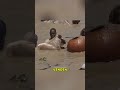*Más de 50.000 pescadores se lanzan al agua al mismo tiempo.*