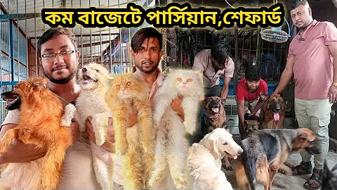 Video 11250251: persian cat, dog farm