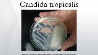 Candida tropicalis
