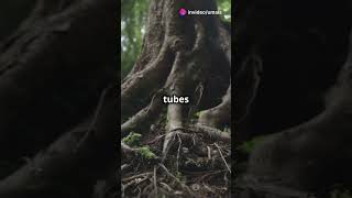 How Tall Can Trees Grow  🌳