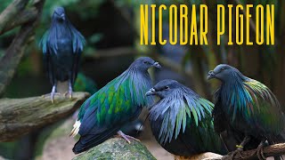 Nicobar Pigeon: The Beauty of Nicobar Iceland