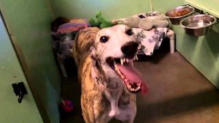 Kestral The Smiling Greyhound