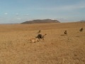 Lioness attacks Wildebeest - Masai Mara, Kenya