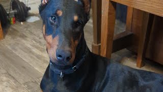 Reliable Recall Under Distraction | CUSE Executive Training Update (Off-Leash Farm Run)