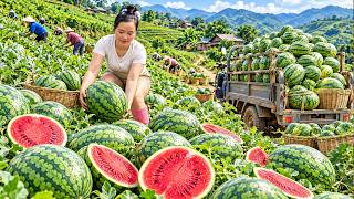 336 Days of Farming: Harvesting a Huge Watermelon Crop for the Countryside Market