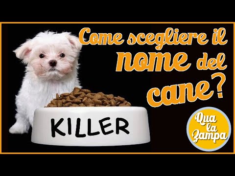 Video: Come Scegliere Un Soprannome Per Un Cane