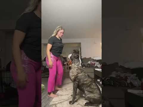 Dog hates making TikTok videos.mp4