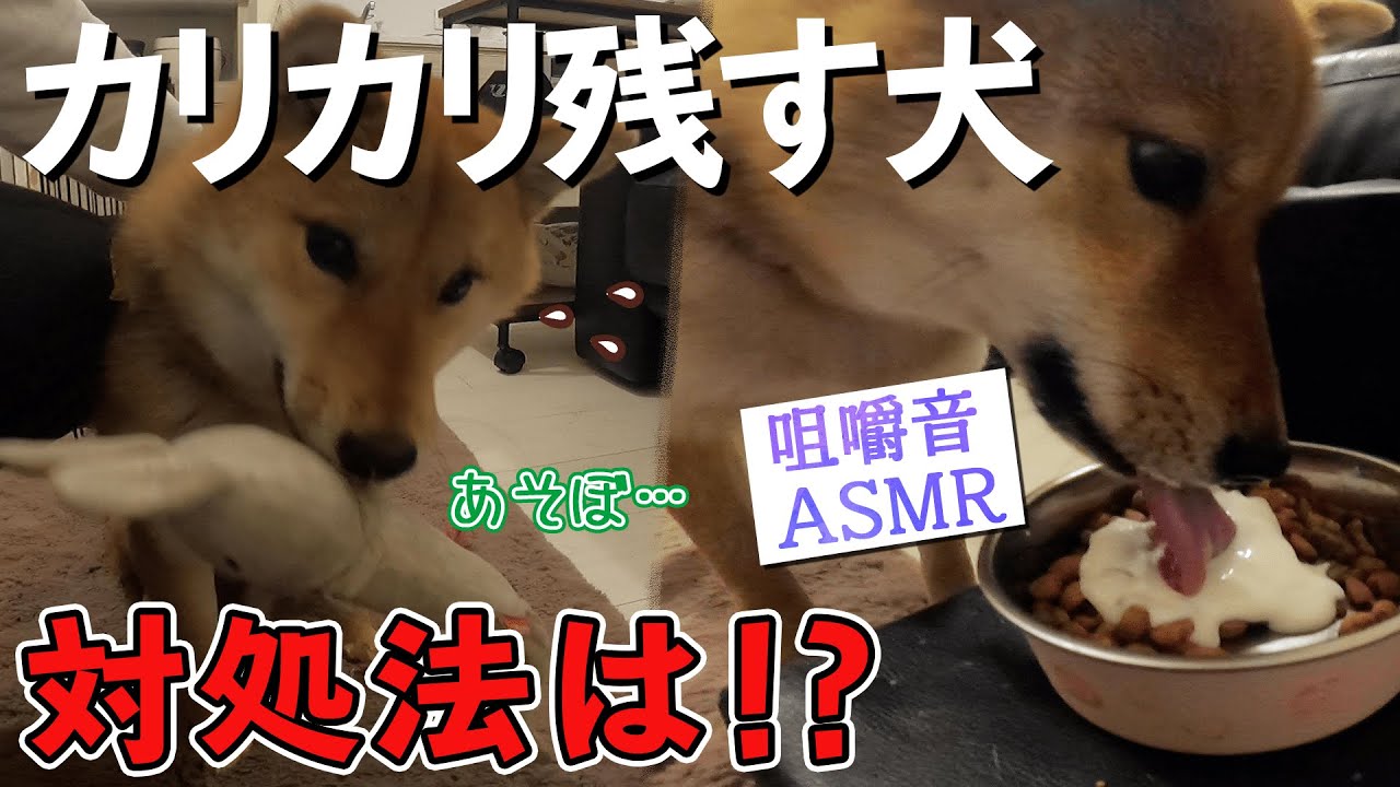 検証 カリカリを食べない犬にヨーグルトをトッピングしてみた Youtube