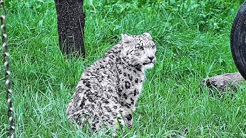 He once lay dying on the frozen plains, now returns as a king — the rebirth legend of “Ling Xiaozhe”