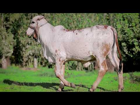 LOTE 27   ROMY 78   MARIA AMAPOLA FIV GUANAAS