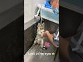 The dog is enjoying the spa brought to him by his owner #interesting #funny #animal #dog #dogbath