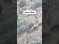 Pass or Shoot on This Mule Deer Buck? 🦌 #shorts
