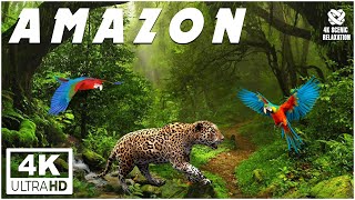 Animals of Amazon 4K - Animals That Call The Jungle Home  Amazon Rainforest Scenic Relaxation Film