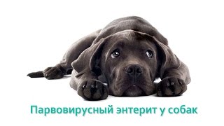 Парвовирусныйэнтерит у собак. Ветеринарная клиника Био-Вет. Парвовирусныйэнтерит у собак. Ветеринарная клиника Био-Вет.