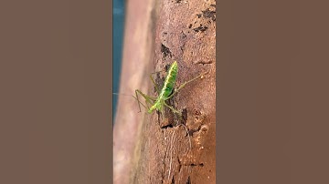 Pale Green Assassin Bug  #insects #nature #assassinbug