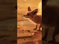 “You Won’t Believe What He Did… 😳 #Shorts
