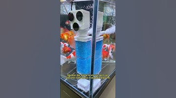 Máy lọc mini 1 xíu mà hút sạch cả bể, anh em xem ngay cho biết #notashopvn #aquarium #fish #thuysinh