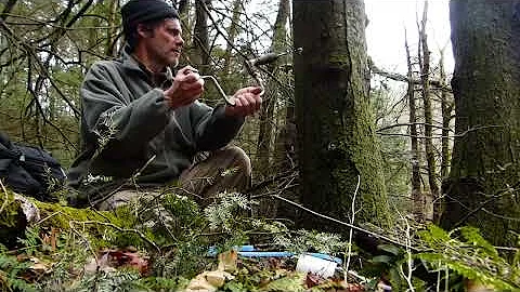 Tapping a Black Birch Tree