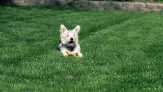 Caring for a Senior West Highland White Terrier: Tips and Tricks