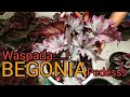 Waspada Jenis Baru Begonia Pedes, Katalog Monica Begonia Flowers | omded jalan jalan #41