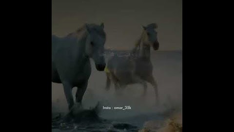 #القران#العاديات#الخيل#مقعد_صدق سورة العاديات صوت راقي|جوده عاليه مع جمال الخيل