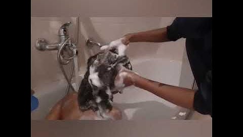 ጸጉርና ዘለስልስ ዝንዉሕ ክረም 😍😍😍🌹creme olive oil  capelli ricci fa lisci sempre natural.(curly hair