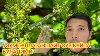 УЗУМ ГУЛИДА КИЛИНАДИГАН ИШЛАР