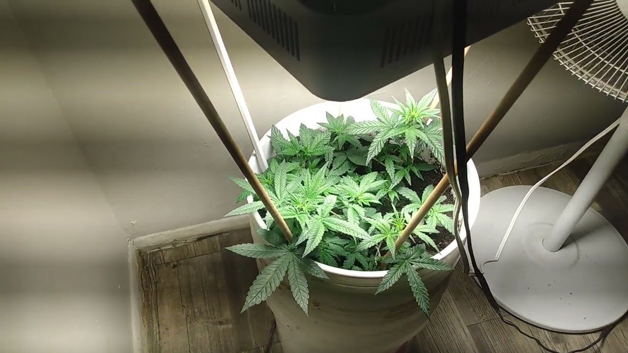6 plant challenge 5 gallon bucket 6.5 miracle grow
