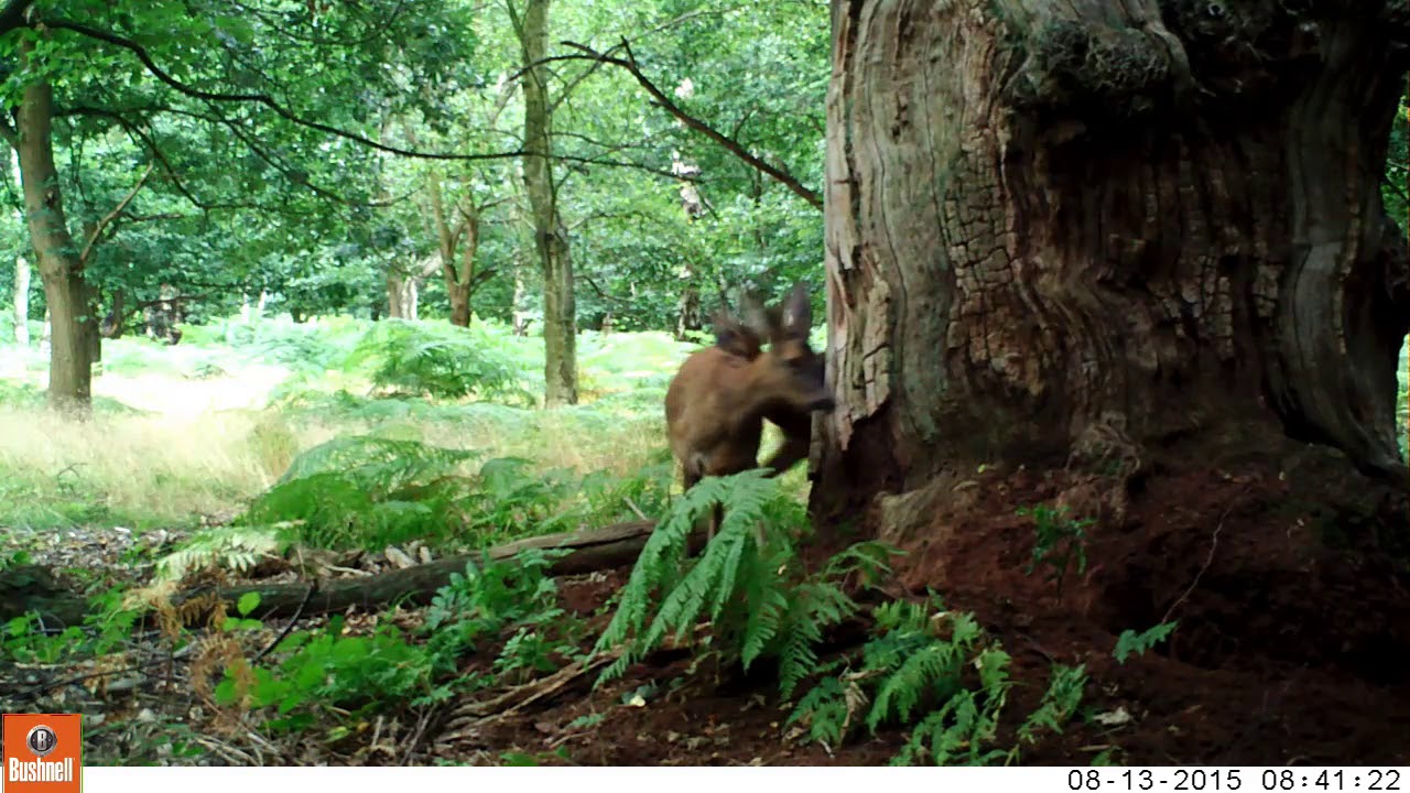 Deer in Sherwood Forest and beyond YouTube