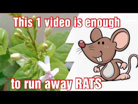 Video: Plante pentru șoareci: Cultivarea plantelor care sunt ferite de șoareci