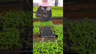 Indoor Grow Corn Seedlings #satisfying #short