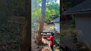 Only a professional lumberjack can control the fall of a tree like this #chainsaw #sawblade