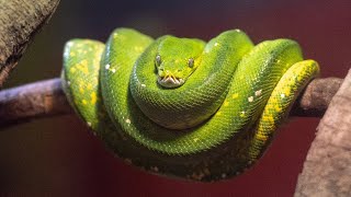 🐍#Python For Beginners🐍 Pt.9 - Learning from W³ Schools #100daysofcode