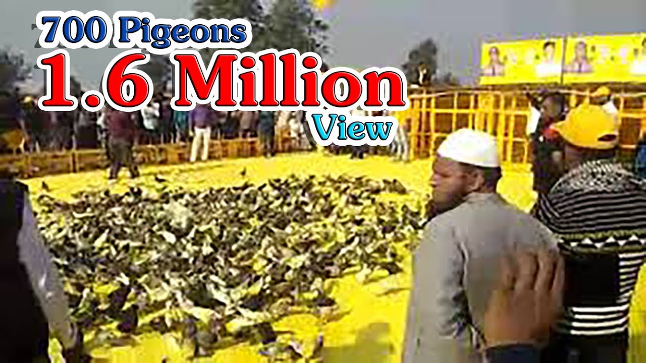 Day 2 - 700 700 kabootar (Pigeon) kul kul 26.11.2018 - 1