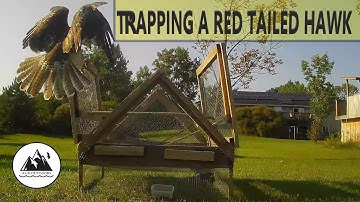 TRAPPING A RED TAILED HAWK - ACR Outdoors