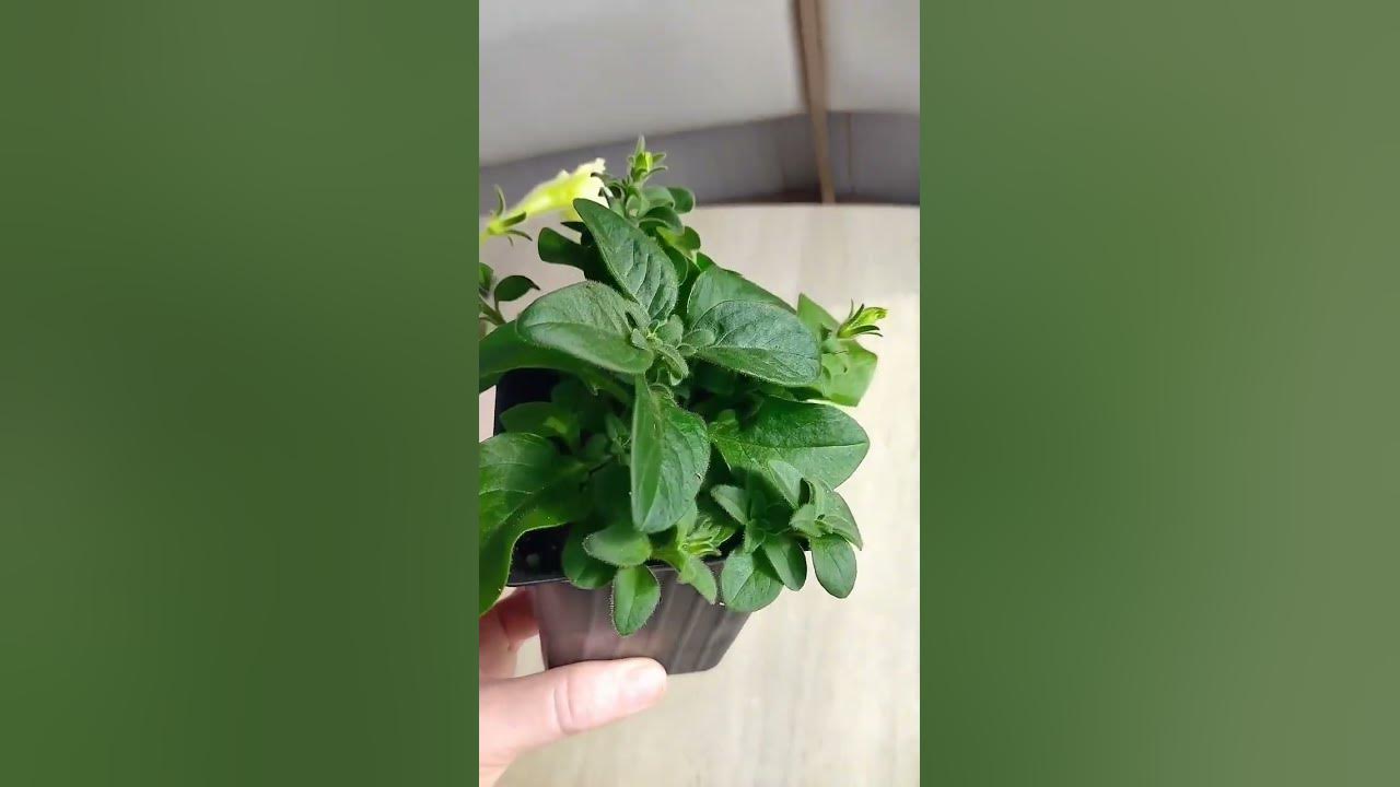 🌺Нужно ли формировать петунию?🌺. #тайдалы #петунии #формированиепетуний ...