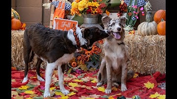 Dog Channel Intro Video