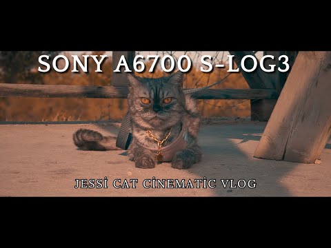JESSİ KEDİ BİRAZ KİRLENMEK İSTİYOR (A6700 S-LOG3 CİNEMATİC VLOG)