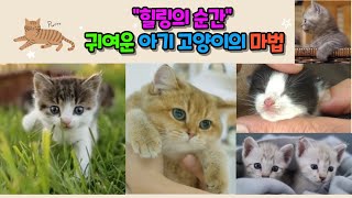 귀여운 아기 고양이 힐링 영상 #kitten #cat